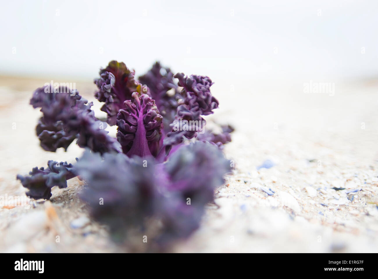 junge Seekohl Pflanze mit typischen lila Farbe wächst an einem Strand in der niederländischen delta Stockfoto
