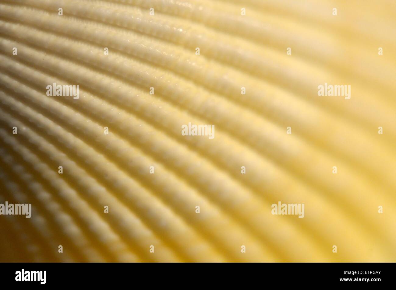 Künstlerische Nahaufnahme einer Muschel aus der Familie Cardiidae Stockfoto