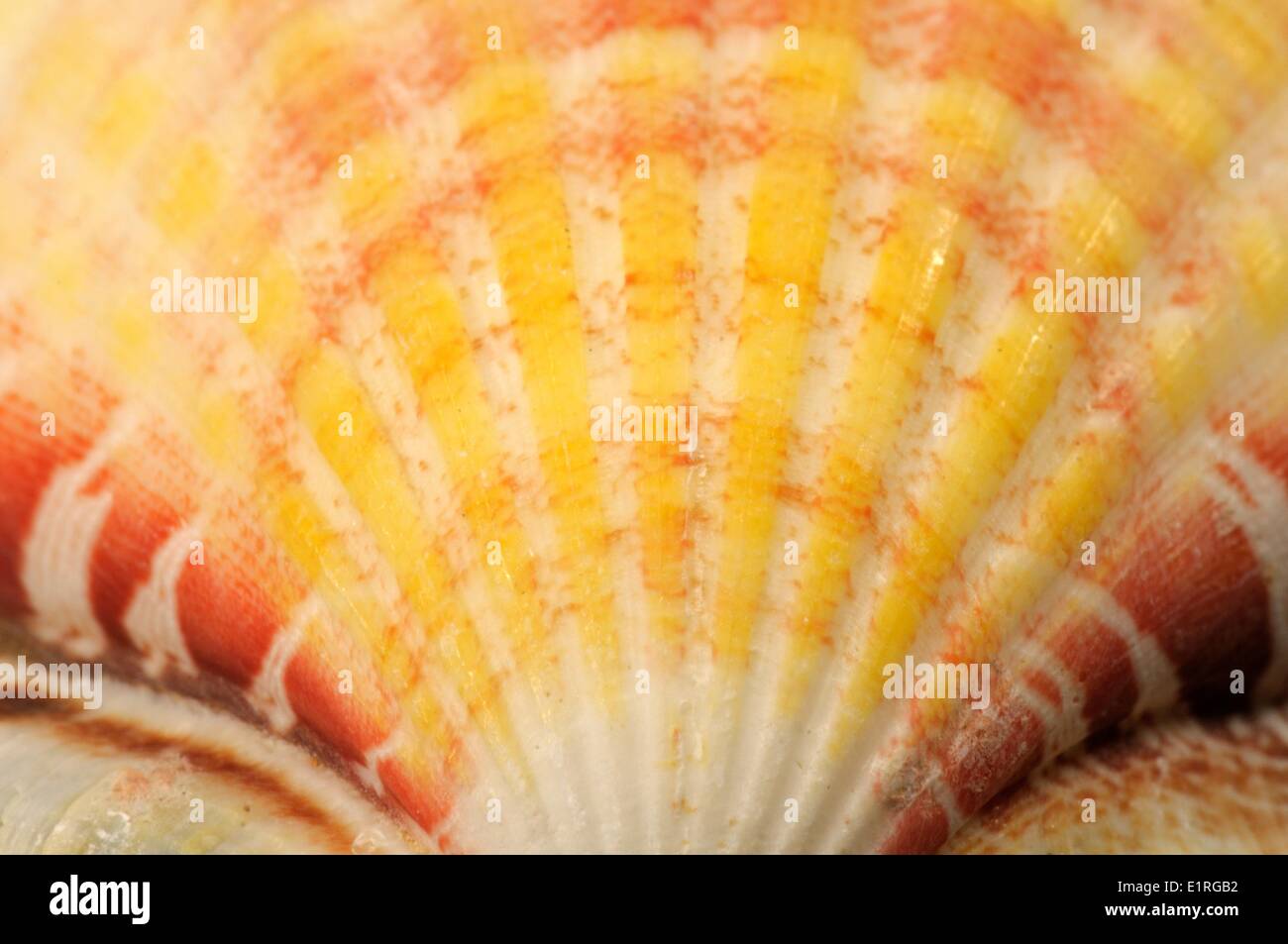 Künstlerische Nahaufnahme einer Muschel aus der Familie der Kammmuscheln Stockfoto