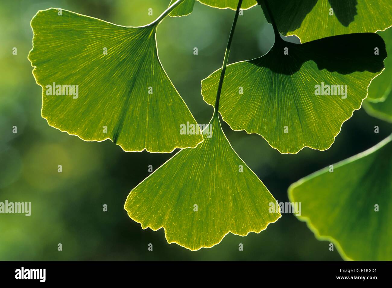 Gingko-Blätter in Nahaufnahme Stockfoto