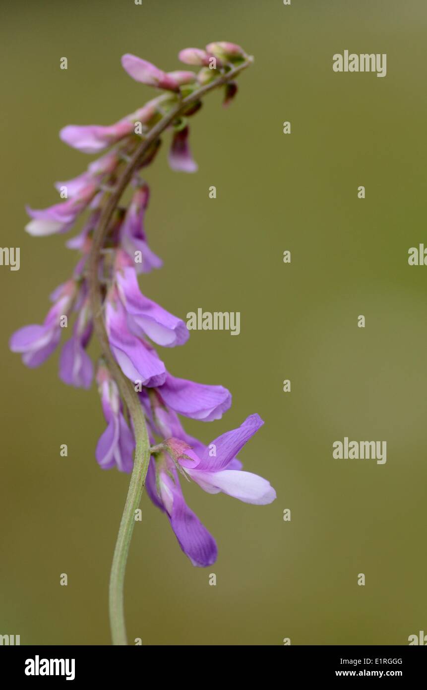 Detailansicht auf dem Blütenstand der Fine-leaved Wicke Stockfoto