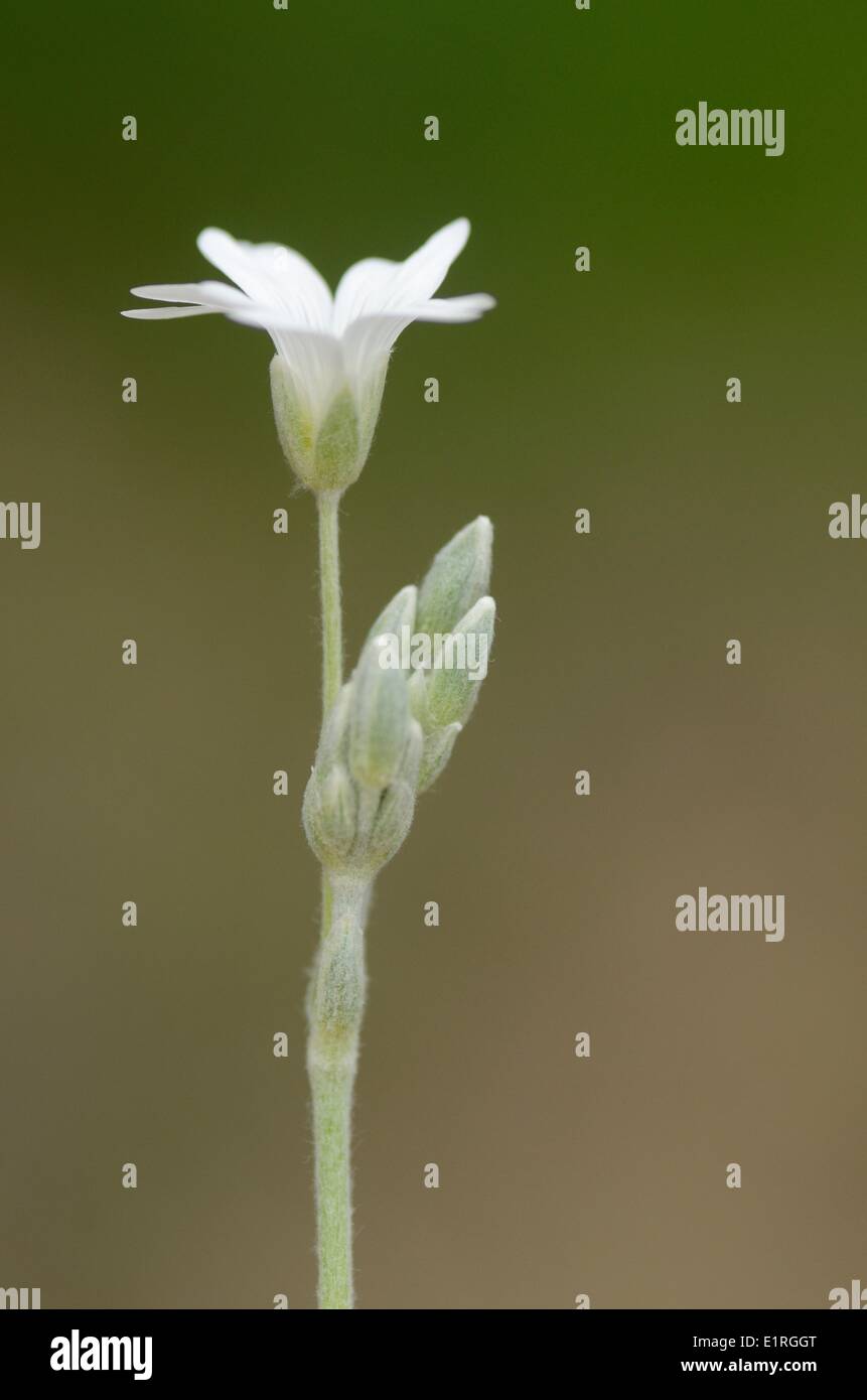 Die Blume des Snow-in-Summer in den französischen Alpen Stockfoto