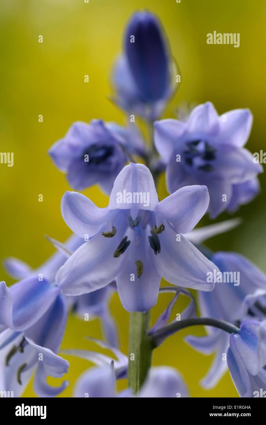 Gemeinsamen Bluebell Blumen in Nahaufnahme Stockfoto