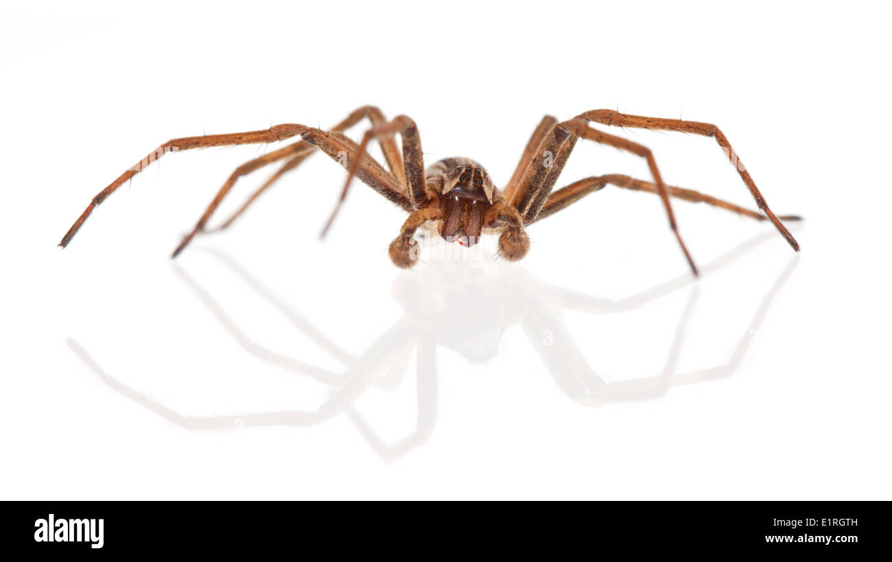 Foto von einer Baumschule Web-Spider auf einem weißen Hintergrund gerendert Stockfoto