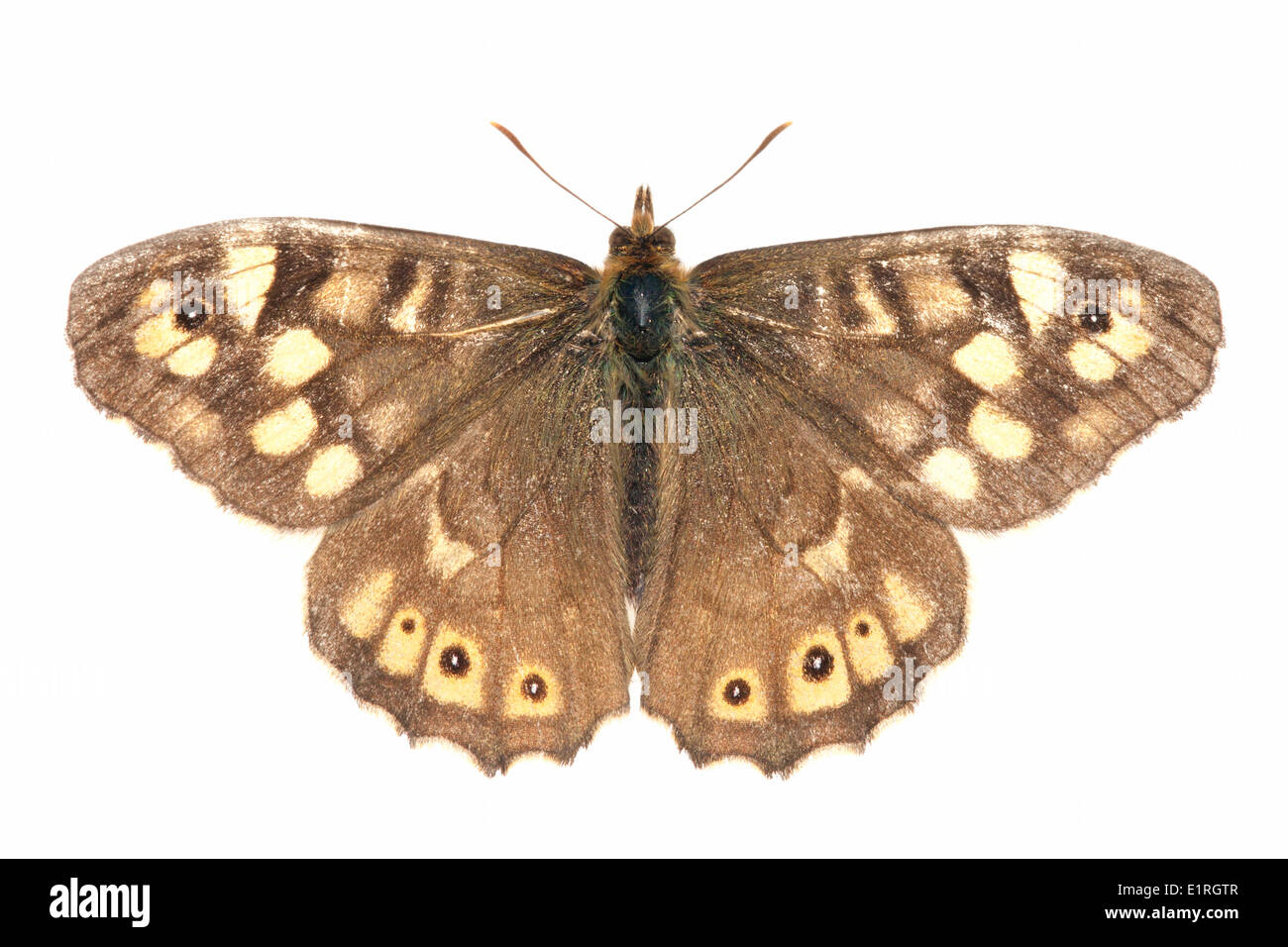 Foto von einem gesprenkelten Holz auf einem weißen Hintergrund gerendert Stockfoto