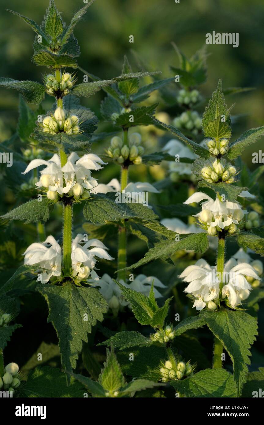 Weiße Taubnessel Blüte Stockfoto