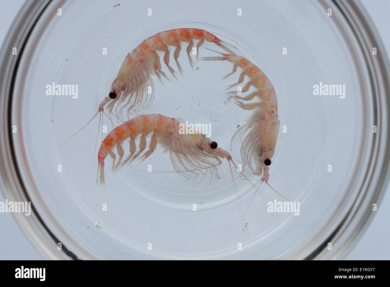Warmwasserquellen Kochen und töten viele planktonischen Meerestiere, die entlang der Küstenlinie von Deception Island (South werden gespült Stockfoto