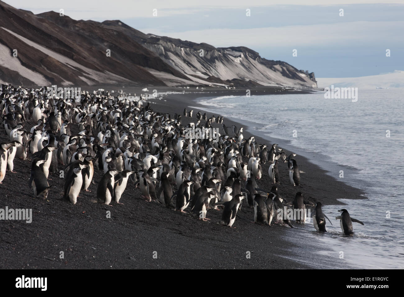 Eine große Anzahl von Pinguinen Zügelpinguinen (Pygoscelis Antarctica) ist gerade am Strand von Baily Head, Deception Island gelandet. Stockfoto