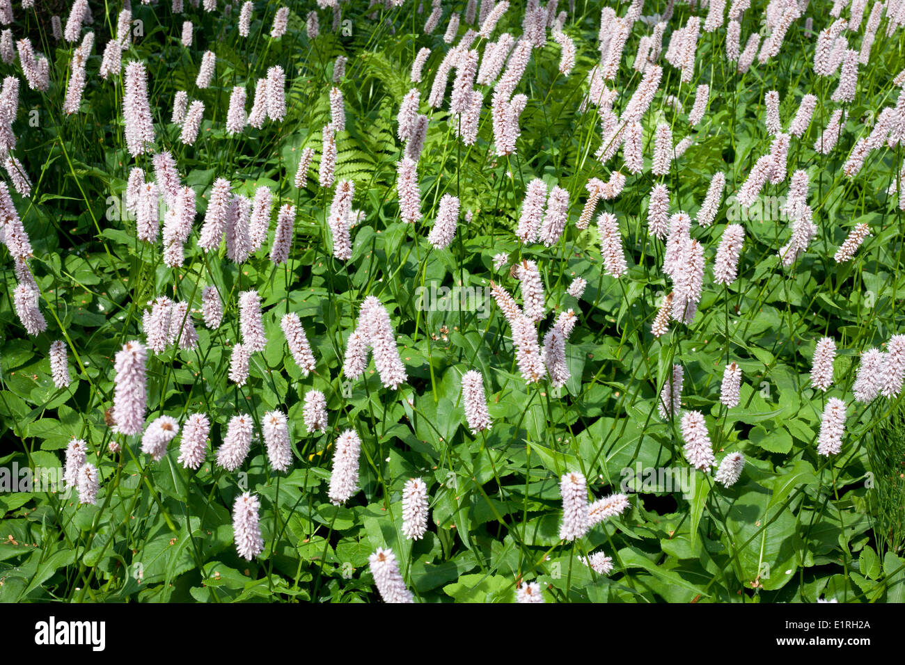 Gemeinsame Bistort in einem Vorgarten. Stockfoto