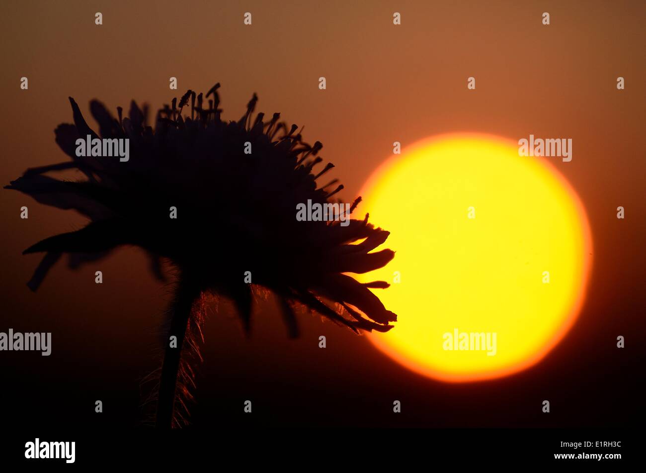 Im Abendlicht Blüte Feld Witwenblume Stockfoto