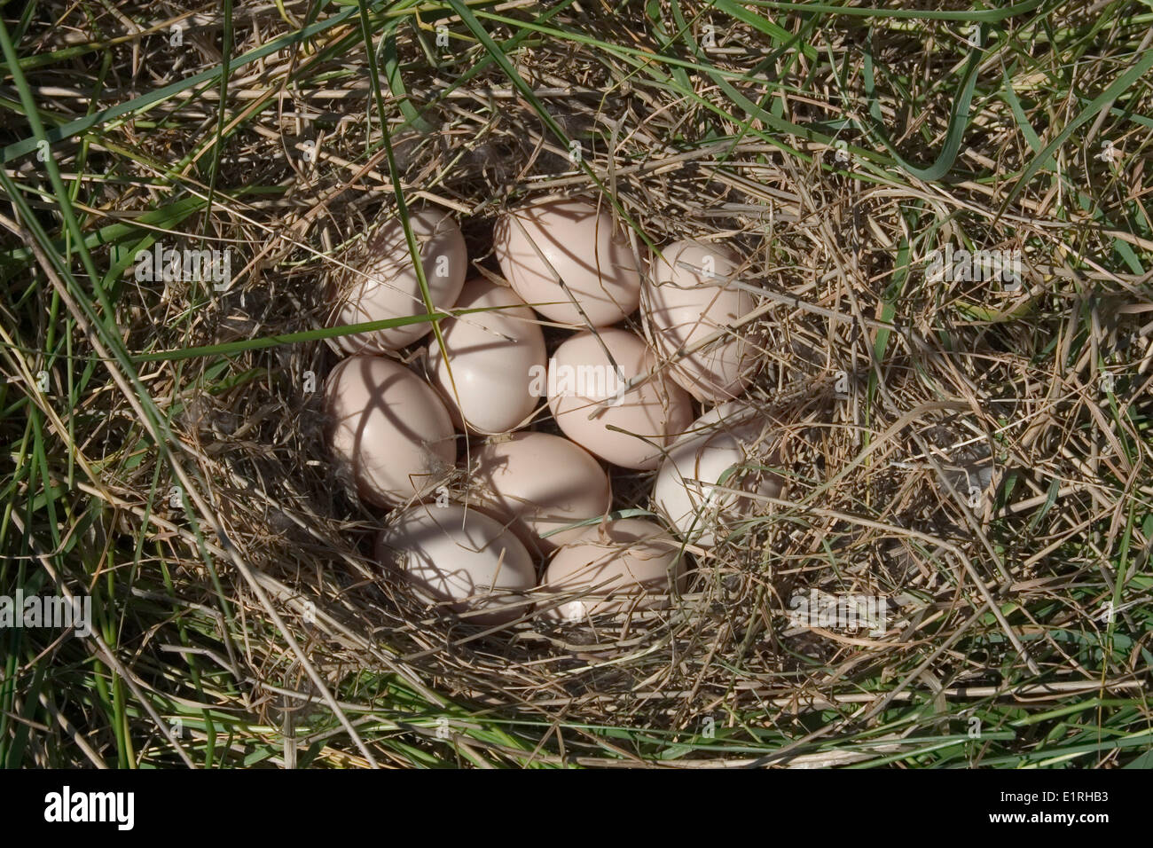 Bild der versteckten Nest von einem gadwall Stockfoto