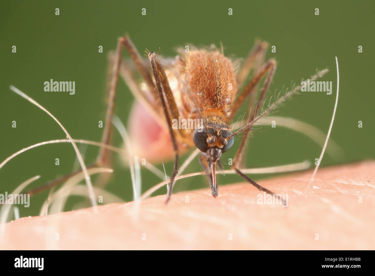 Eine Mücke auf einem menschlichen Arm, Makro Stockfoto