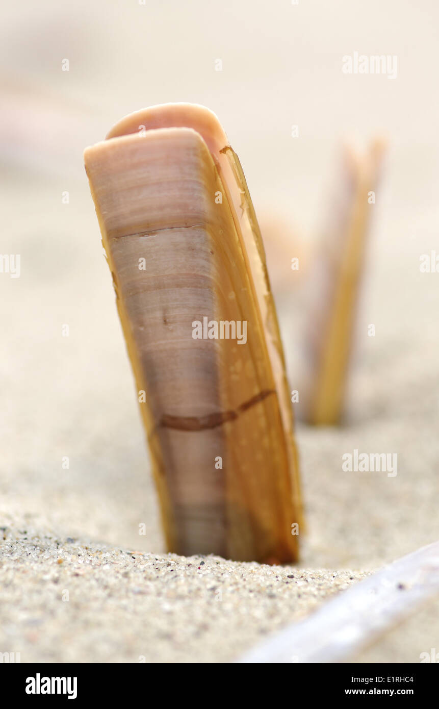 Ein Atlantik Klappmesser in den Strandsand Stockfoto