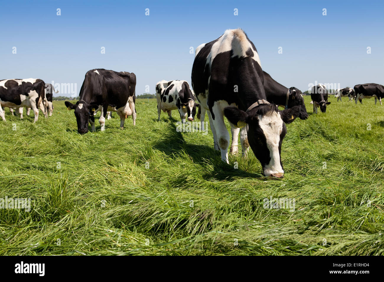 Grasende Kühe auf der Aetsveldse-Polder (in der Nähe von Weesp, NH) Stockfoto