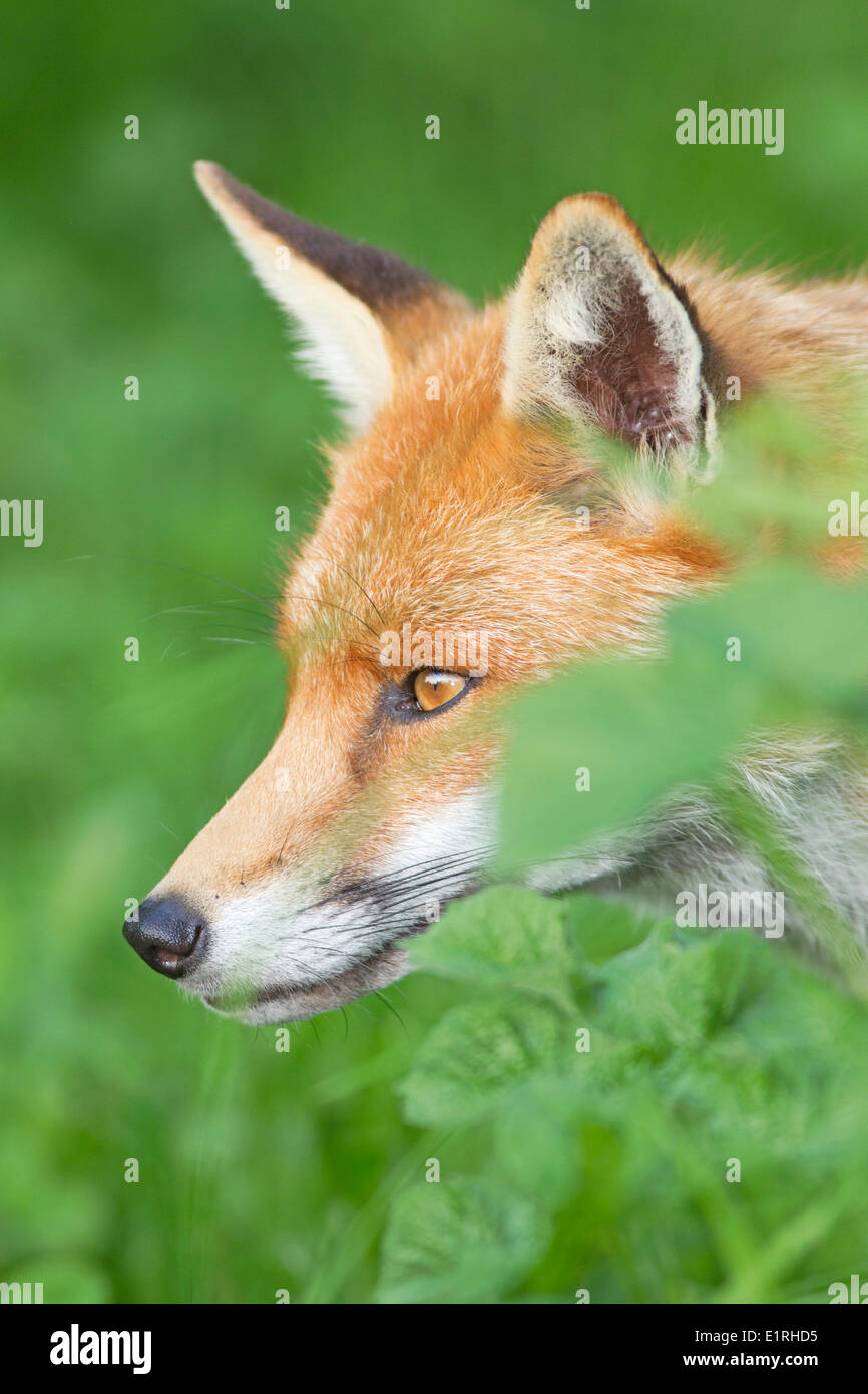 vertikale Porträt eines Fuchses Stockfoto