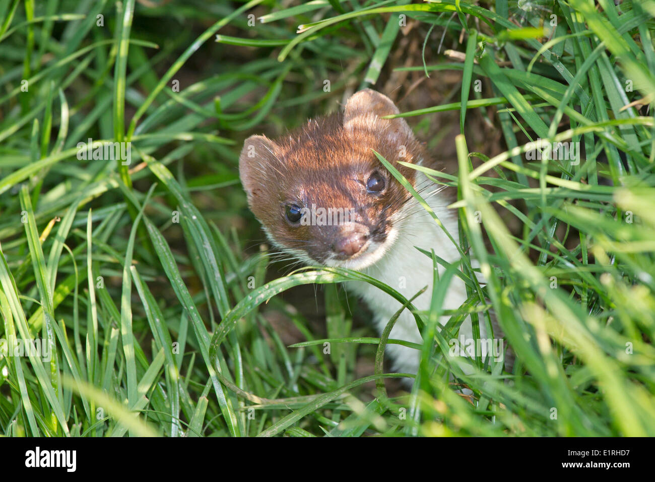 Foto von einem Hermelin aus seinem Loch Stockfoto