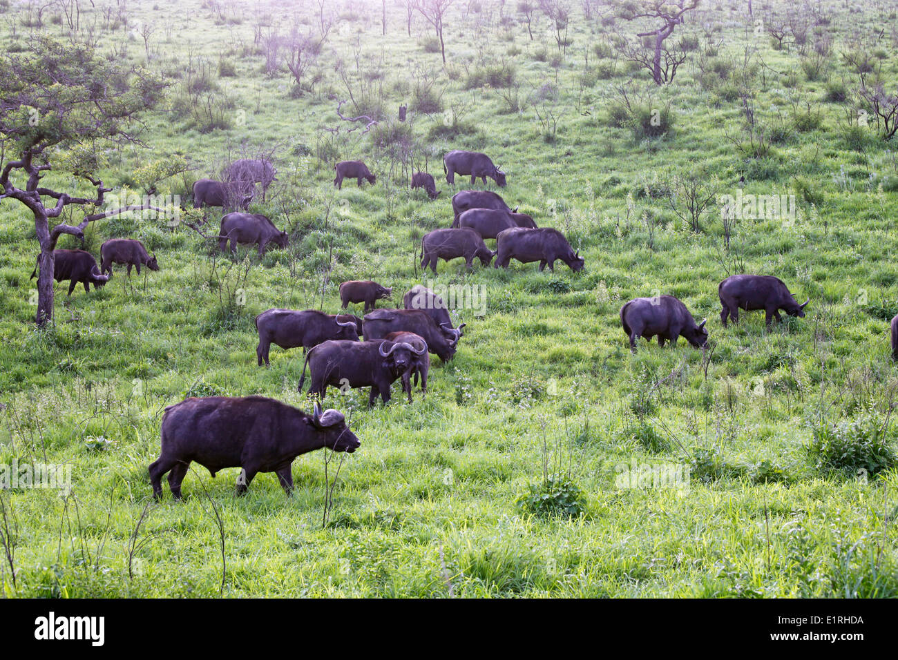 Afrikanische Büffel in der Savanne von Kwazulunatal Stockfoto