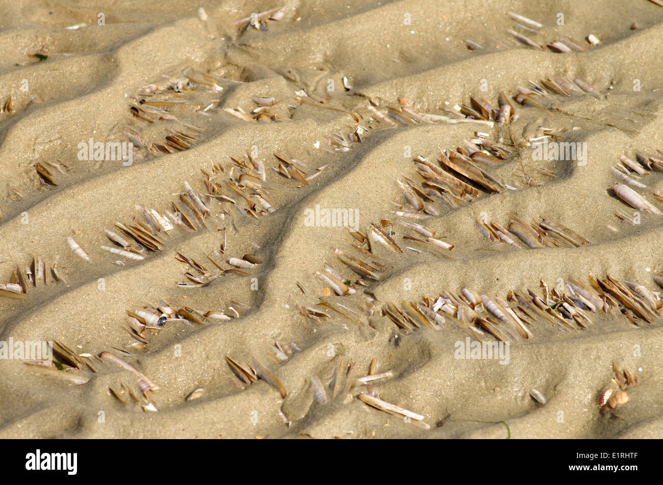 Atlantic jackknifes in die Rippen der Sand am Strand Stockfoto