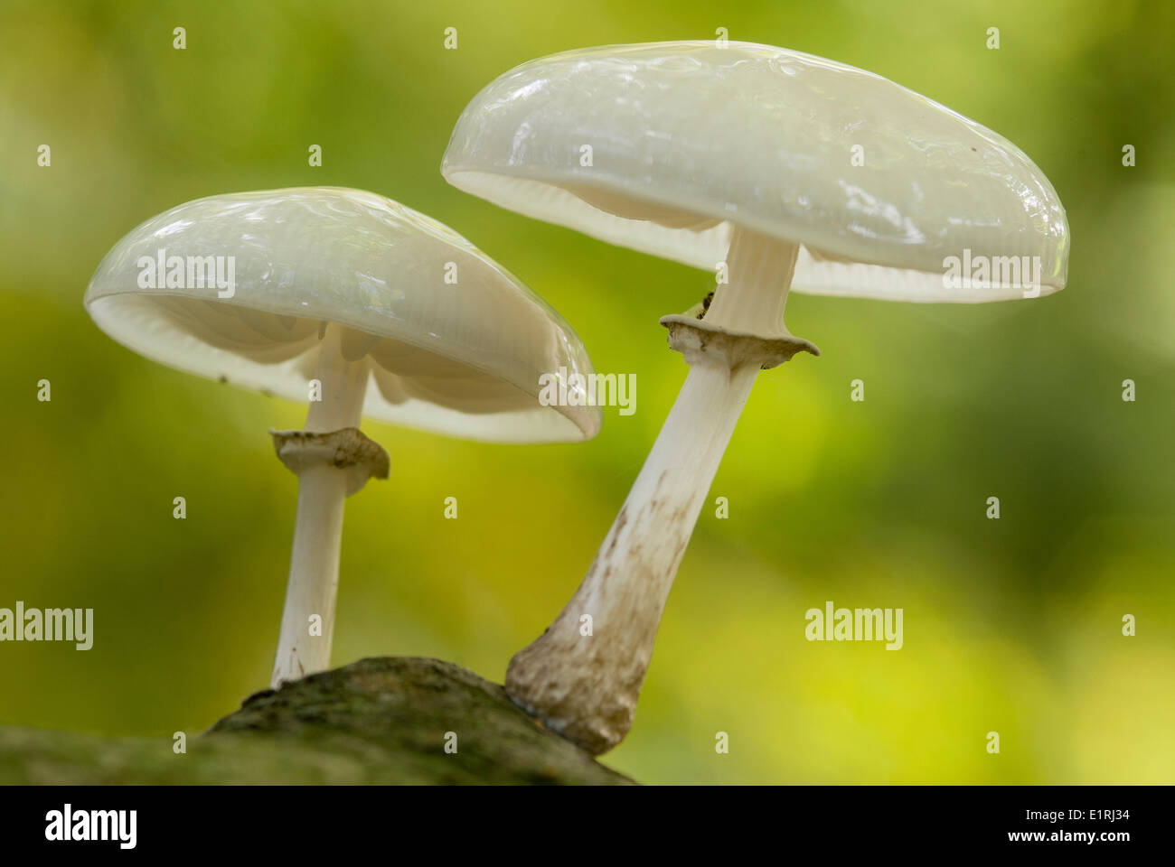 Zwei Porzellan-Pilzen auf einem Baum-Protokoll Stockfoto