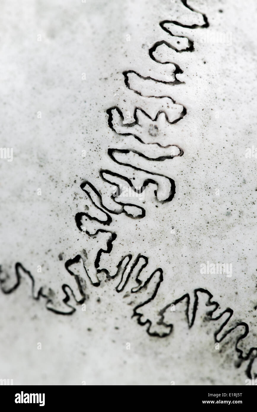 Detail eines Rothirsch Schädels zeigt der Schädelnähte; Stockfoto