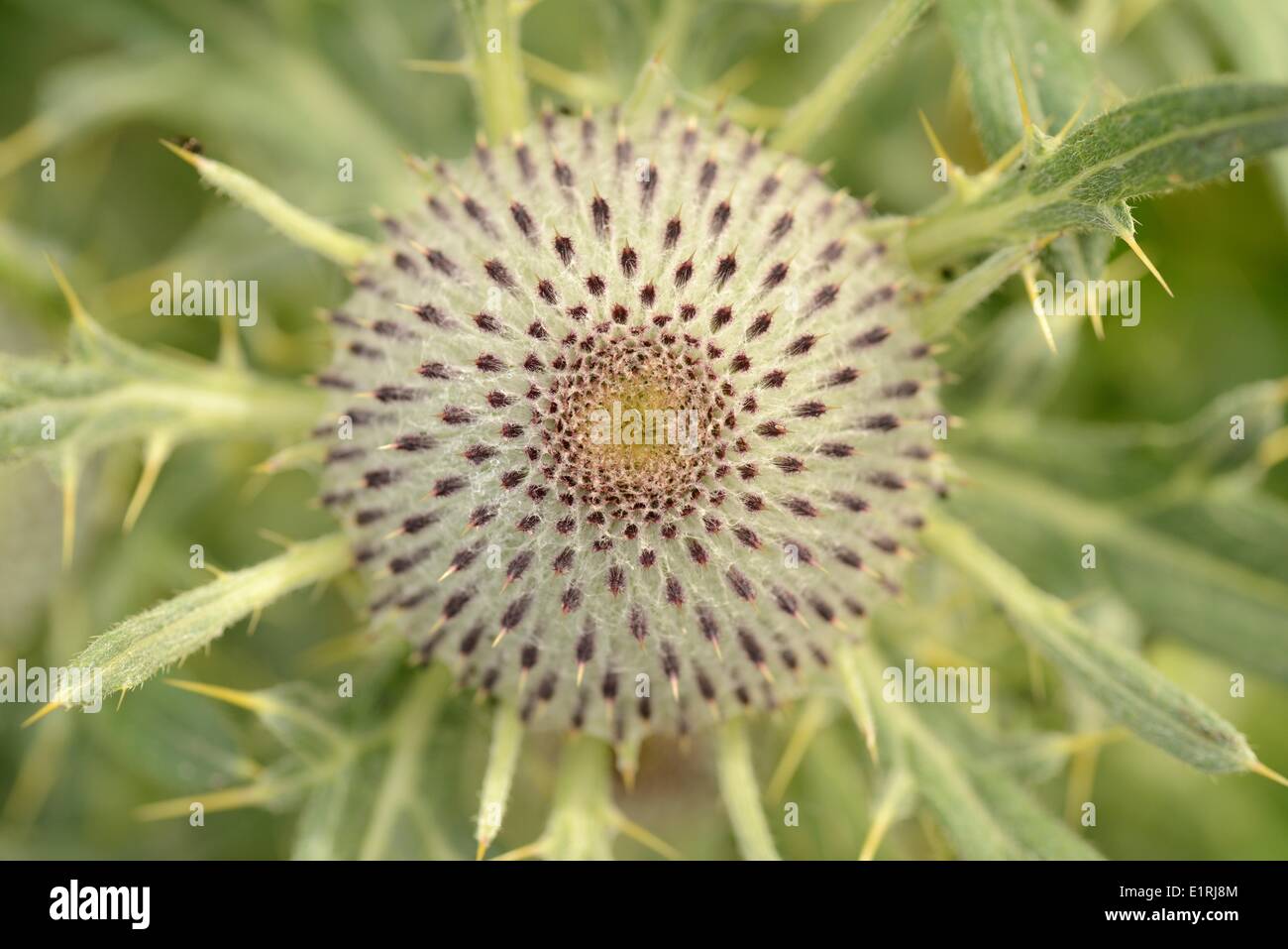 Auf den Kopf angesichts der Keim der wolligen Distel Stockfoto