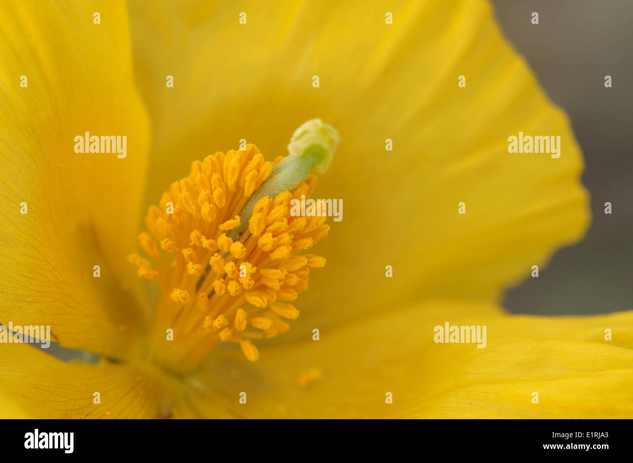 Detail der Staubfäden mit Fruchtblatt der gelben gehörnten Mohn Stockfoto