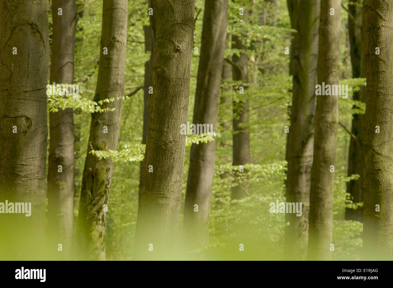 Buchenwald im Frühjahr Stockfoto