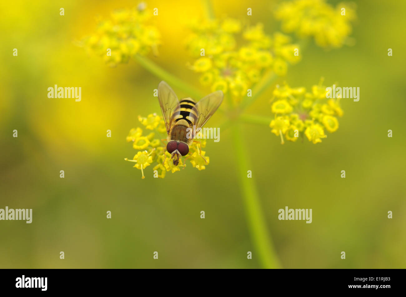 Gemeinsamen Schwebfliege auf der Blume eine Pastinake Stockfoto