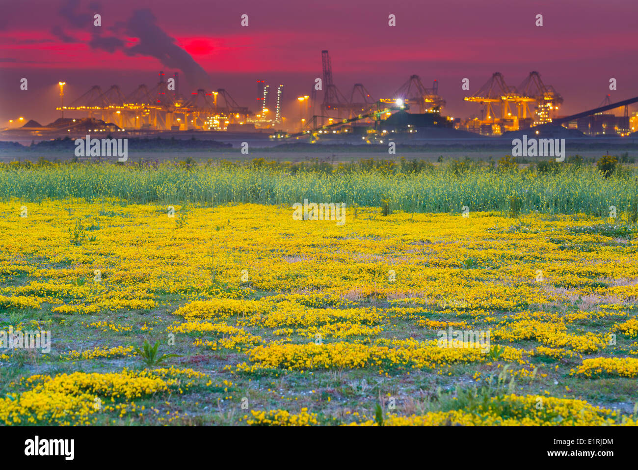 Industrie in den Hafen von Rotterdam mit einem Feld von gemeinsamen Vogels-Fuß-Kleeblatt-Blumen Stockfoto