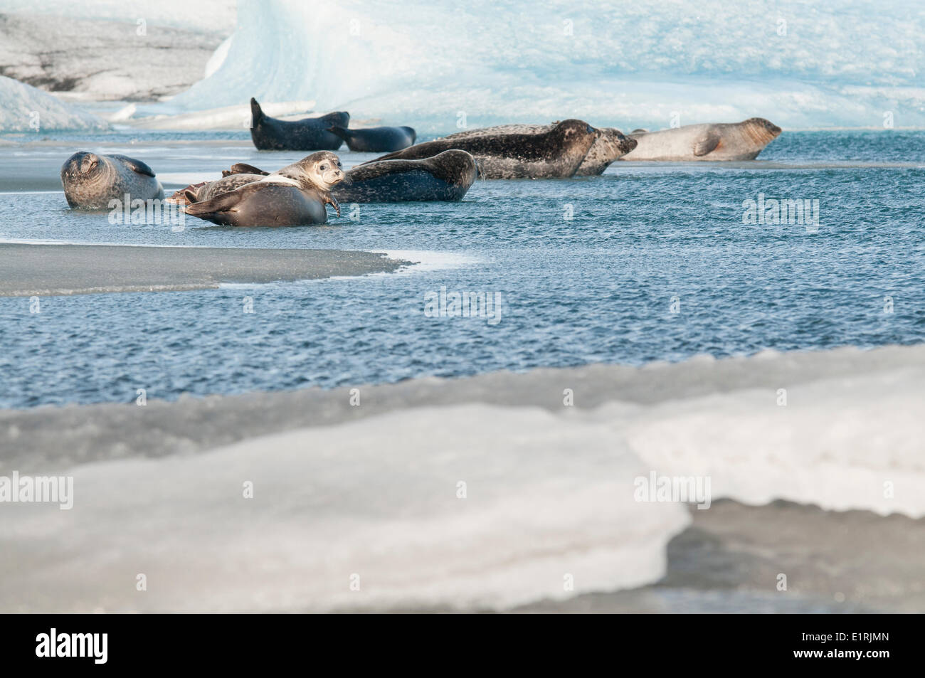 Gruppe von Seehunden Verlegung im seichten Wasser am Rande einer Eisdecke mit Eisbergen im Hintergrund Stockfoto