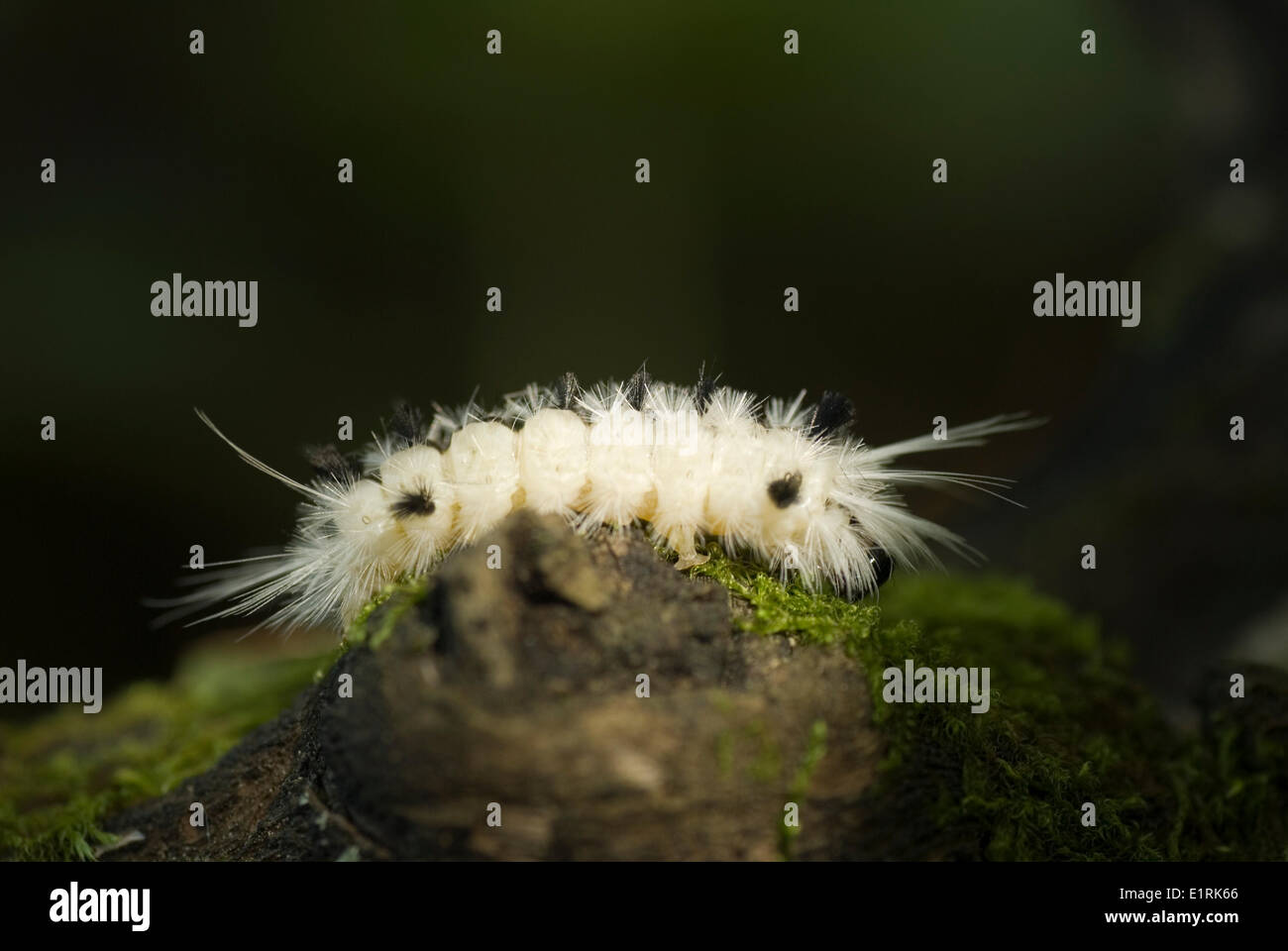 Eine Raupe von Hickory Tussock Moth sitzt auf einem Stück Holz im Wald. Stockfoto