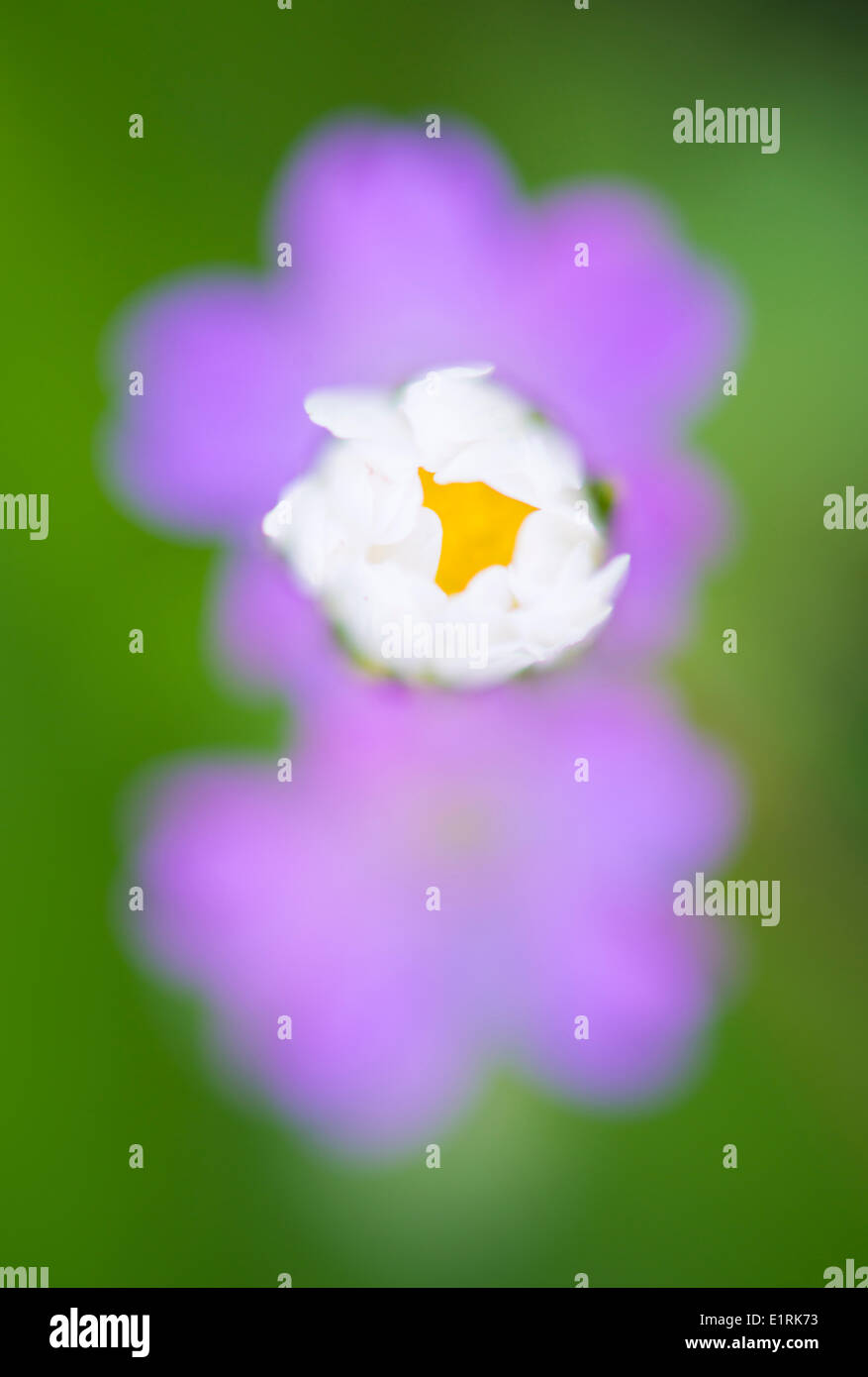 Ein Gänseblümchen mit lila Blüten im Hintergrund unscharf Stockfoto