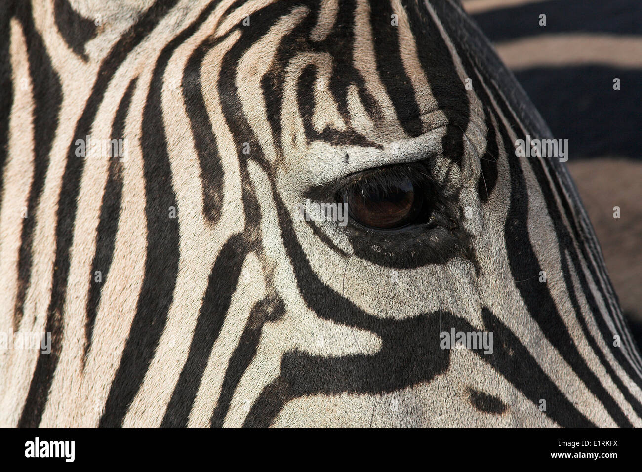 Nahaufnahme des Auges ein Burchells Zebra Stockfoto