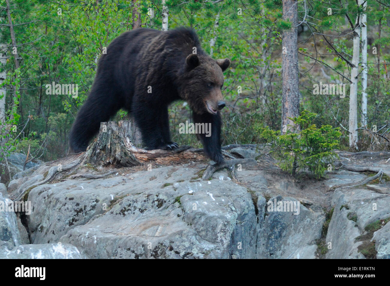 Hungriger Bär Stockfoto