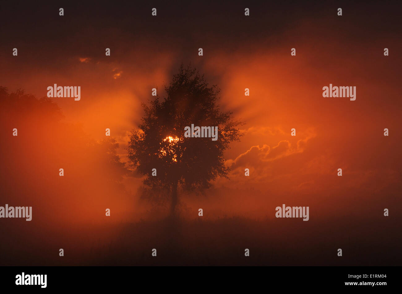 Birke im anstehenden Boden Nebel und letzten Sonnenstrahl Stockfoto