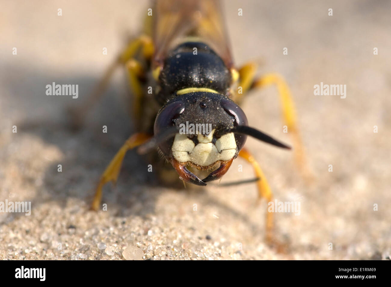 Biene-Killer Wasp (Philanthus Triangulum) Stockfoto