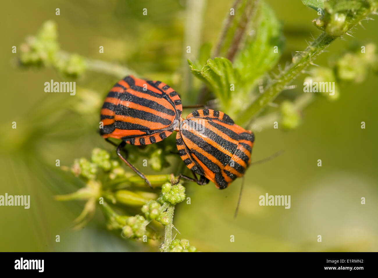 Gestreifte Shieldbug (Graphosoma Lineatum) Stockfoto
