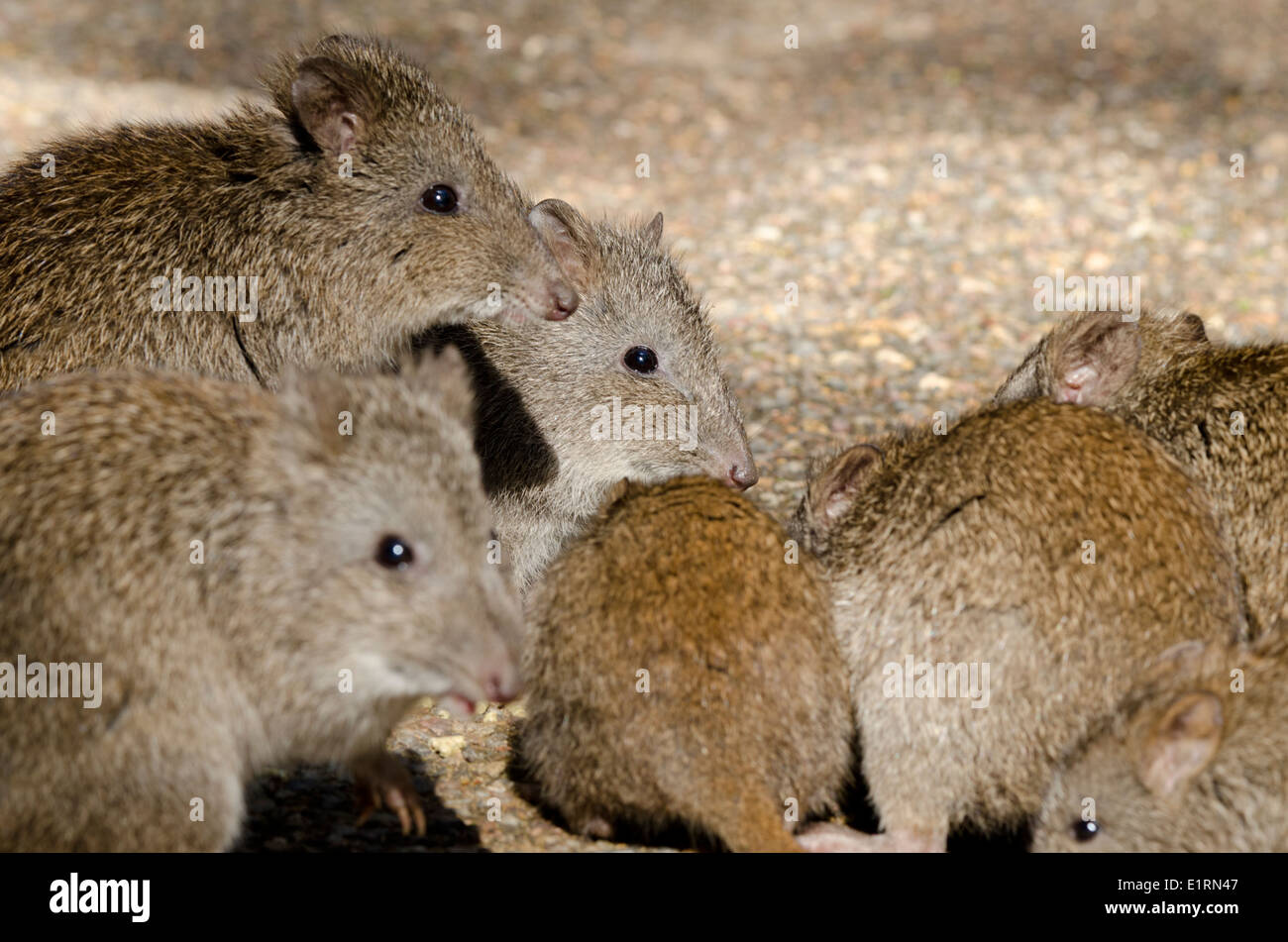 Rat kangaroo -Fotos und -Bildmaterial in hoher Auflösung – Alamy