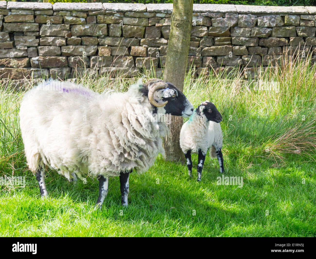 Schwarze konfrontiert Schafe mit einem Lamm von einer Trockensteinmauer auf der North Yorkshire Moors Stockfoto