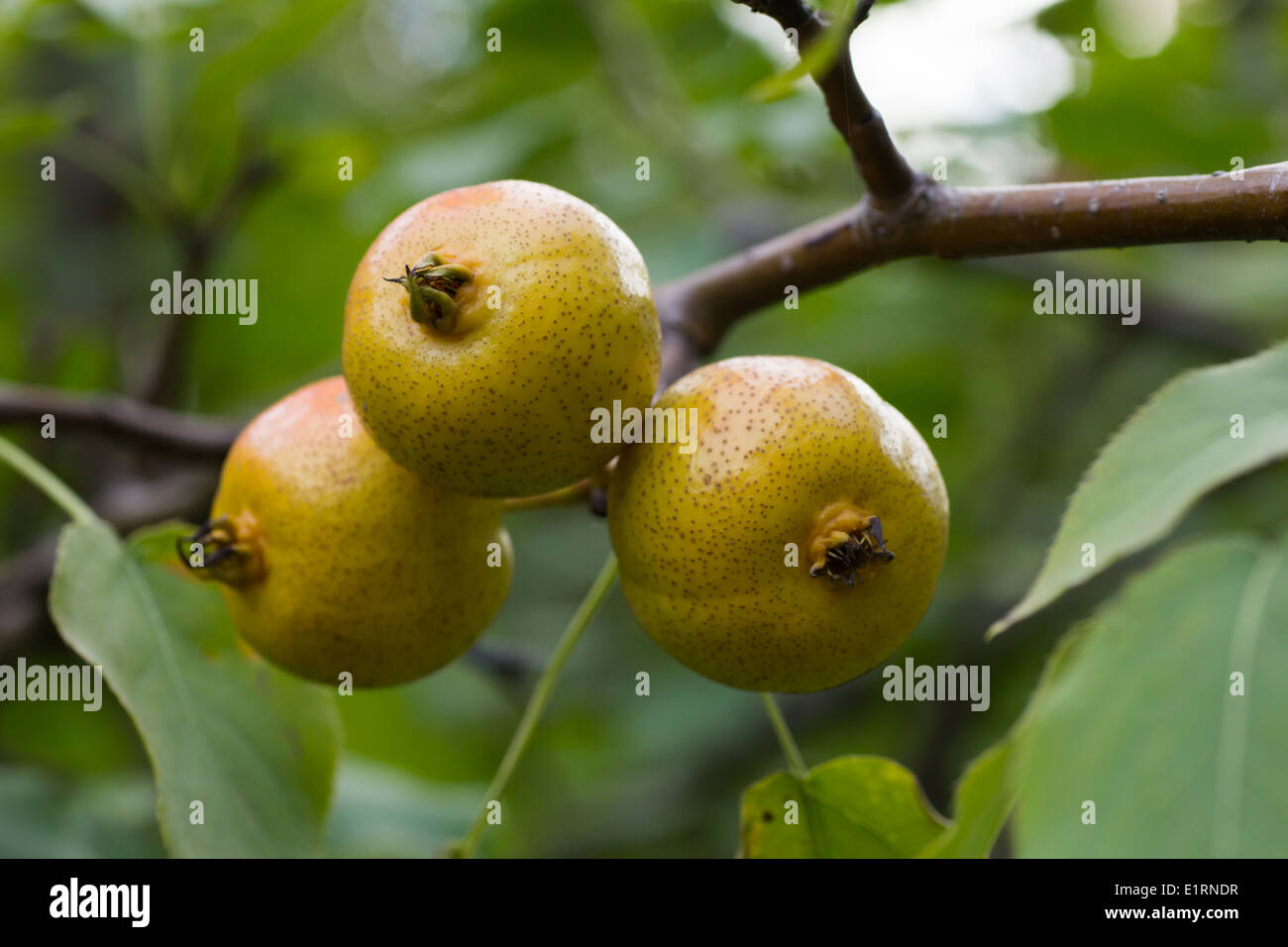 Blatt einer wilden birne Fotos und Bildmaterial in hoher Auflösung