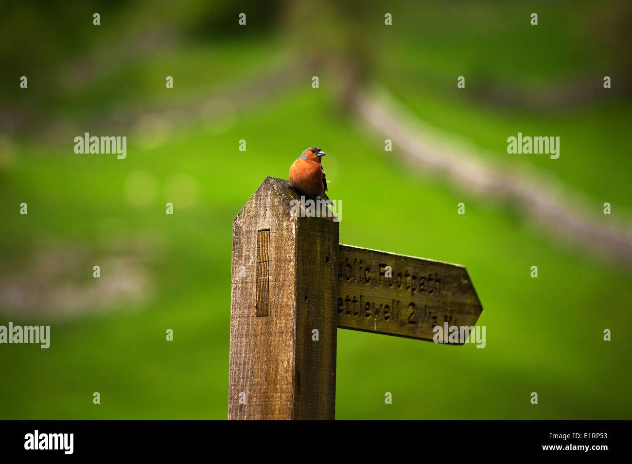 Yorkshire Dales National Park, Yorkshire, England, UK. Juni 2014 Stockfoto