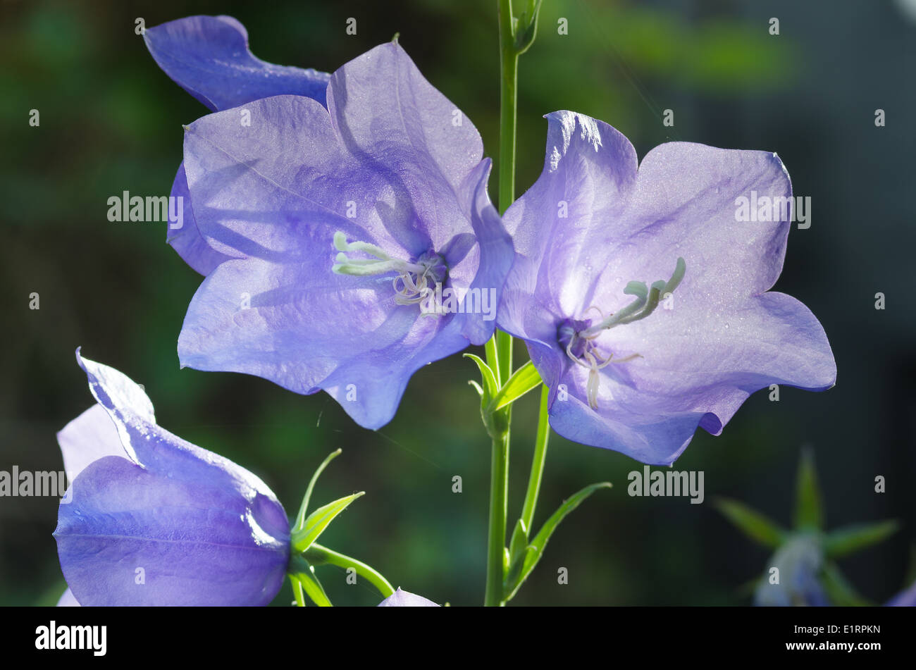 Typisch für die alten viktorianischen Garten blau Canterbury Bells Hintergrundbeleuchtung Stockfoto