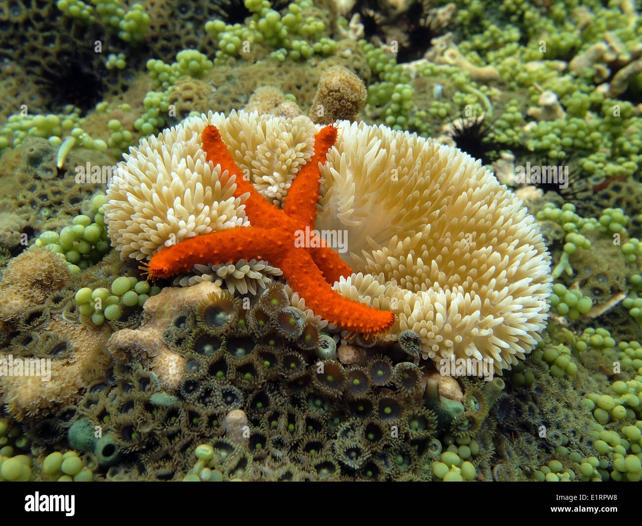 Unterwasser Komet Seestern auf eine Sonne Anemone im seichten Wasser Stockfoto