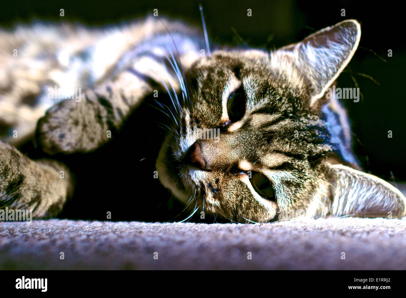 Eine Erwachsene weibliche Tabby Katze auf dem Boden liegend Stockfoto