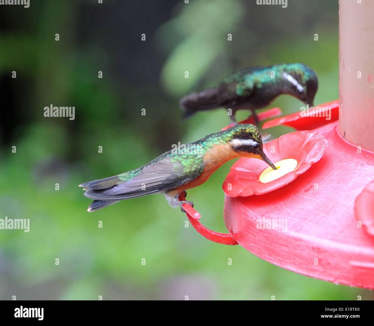 Eine weibliche lila Throated Berg Gem (Lampornis Calolaemus) Kolibri an einer Futterstelle. Stockfoto