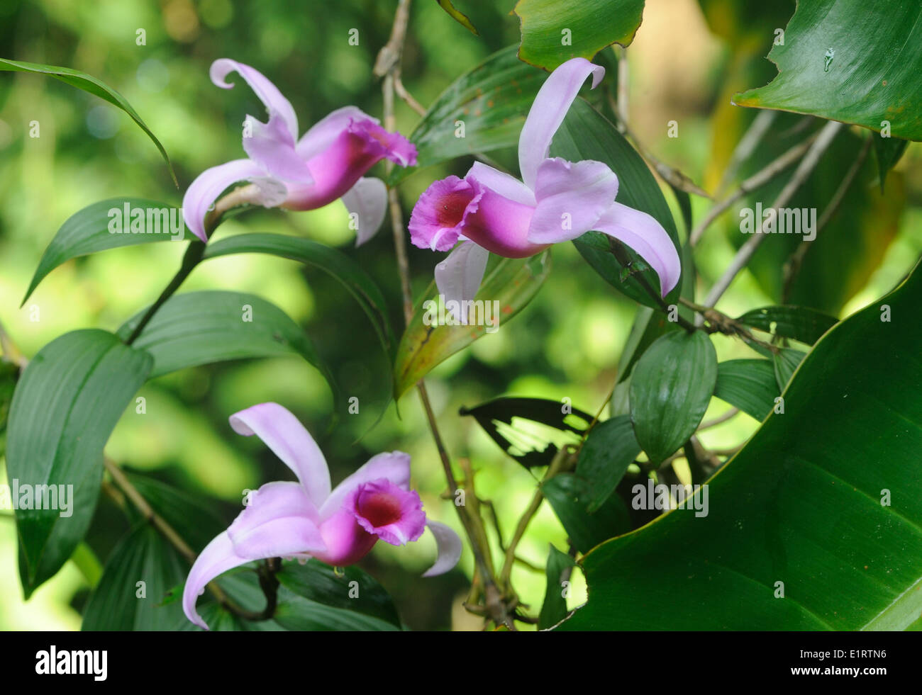 Eine süß duftende Orchidee Blume.  Drake Bay, Corcovado Nationalpark, Golfito, Costa Rica. Stockfoto