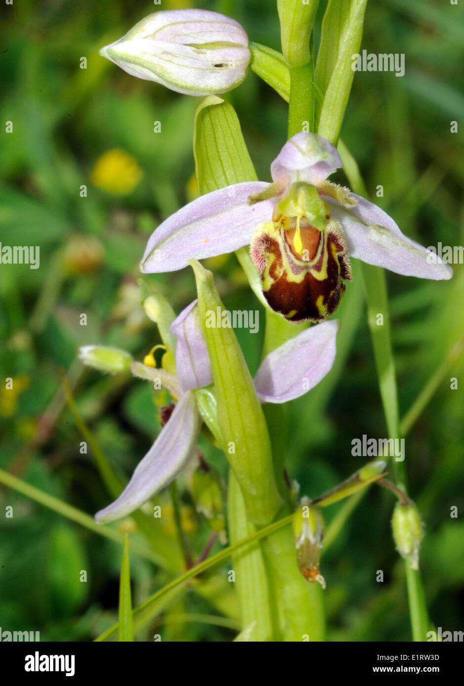 Blume der eine Biene Orchidee (Ophrys Apifera).   Godington, Ashford. Kent. Stockfoto
