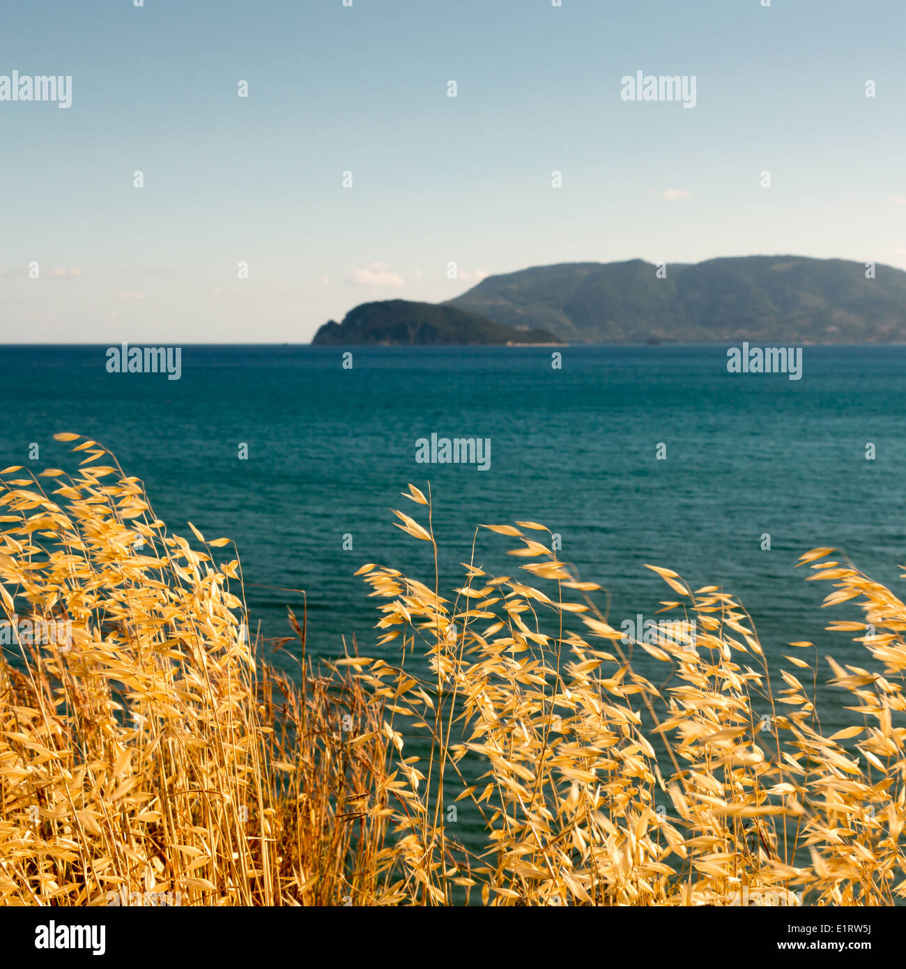 Getrocknete Heu schwingen im Meer Brise Stockfoto