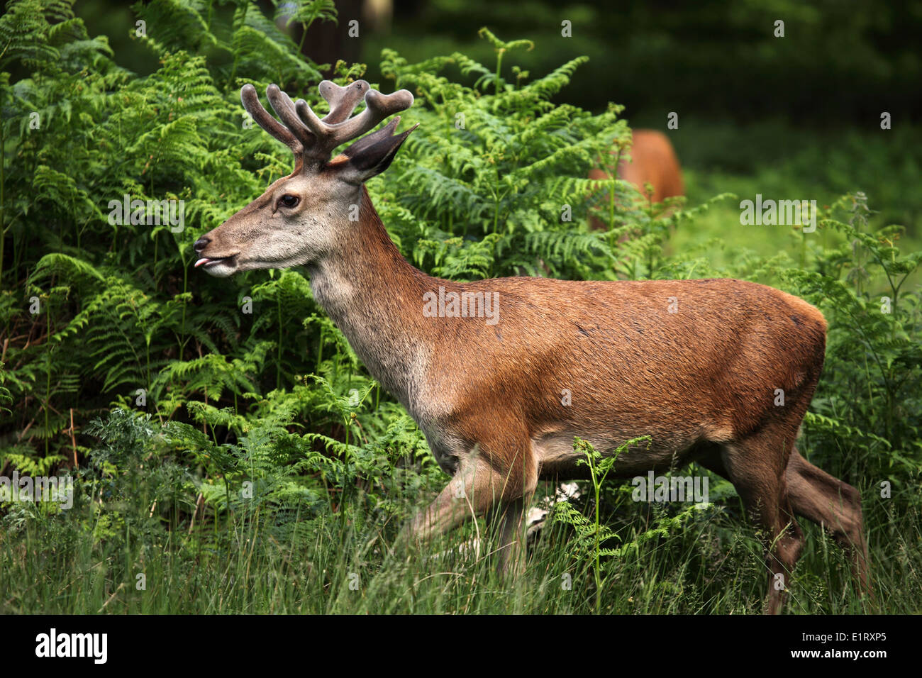 Eine juvenile Rothirsch (Cervus Elaphus) in Richmond Park in der Nähe von London, Vereinigtes Königreich. Stockfoto