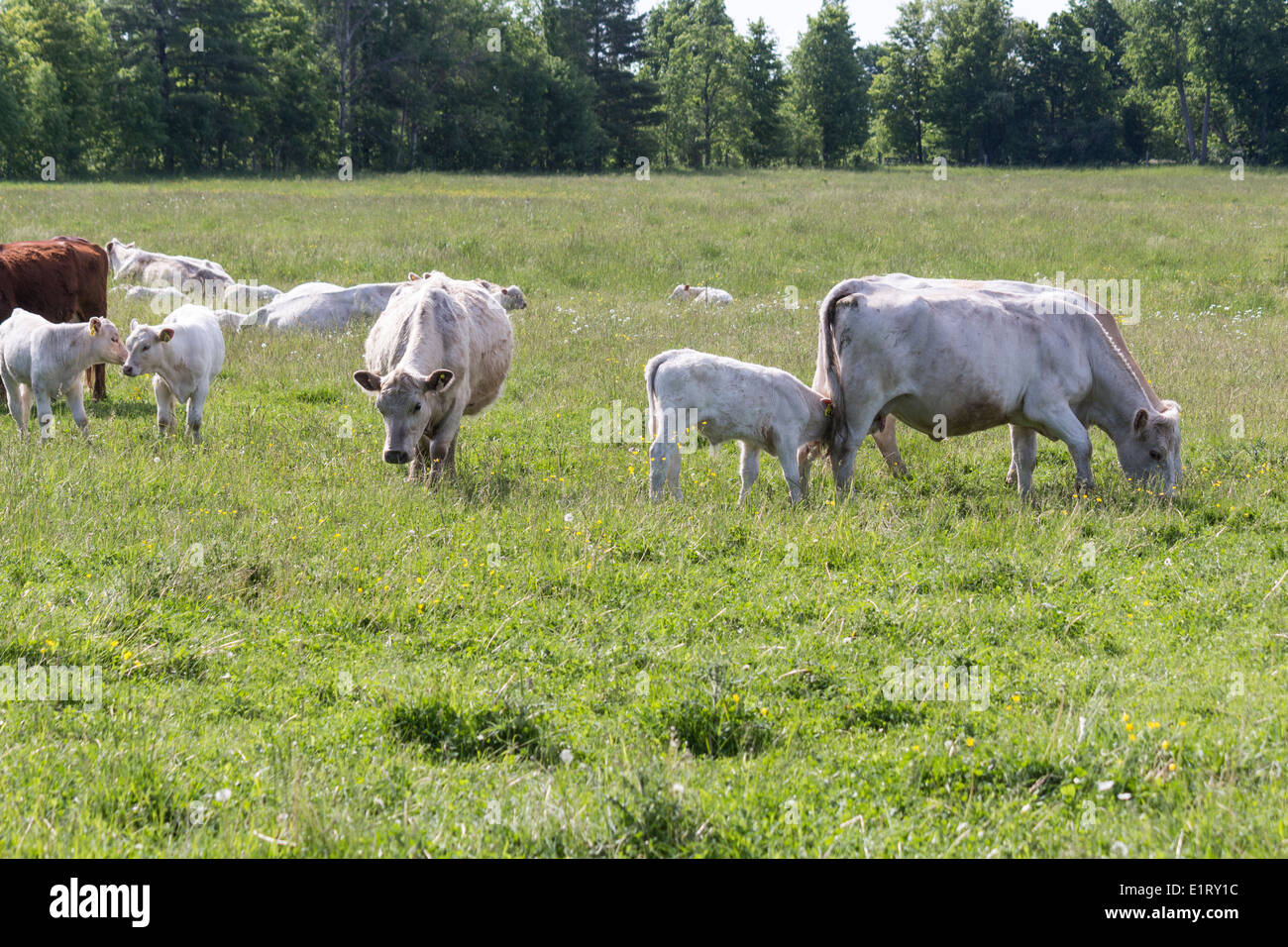 Herde von Charolais und Hereford Kühe weiden in einem Feld mit einer Kuh sehr schwanger und zu jeder Zeit kalben. Stockfoto